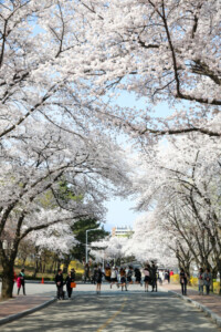 Study Korean In Korea Yeungnam University